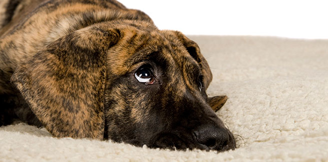 Get sound advice for pets with noise phobia
