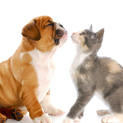 Cat and dog nose to nose