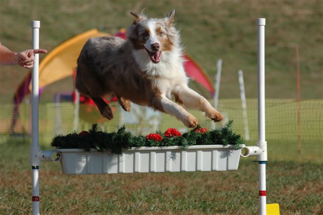 Canine Sport