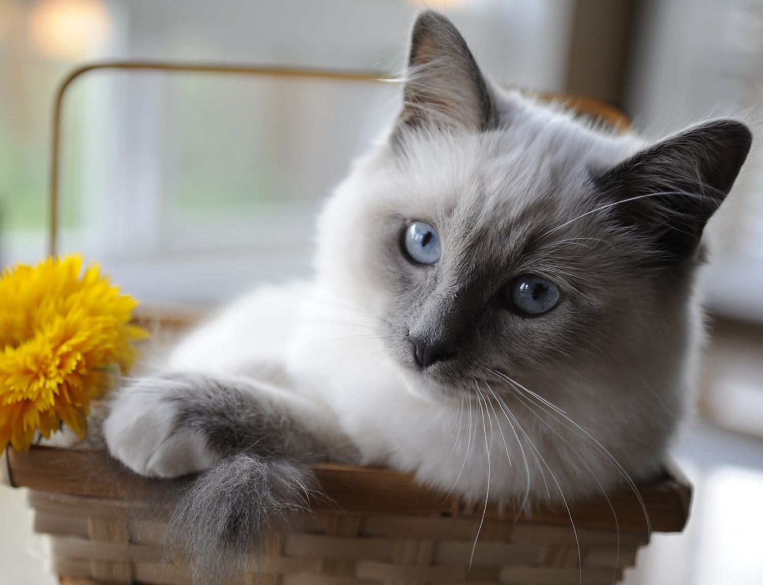 Grey cat in basket